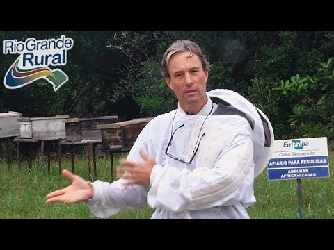 Enxame de abelhas para quem ligar