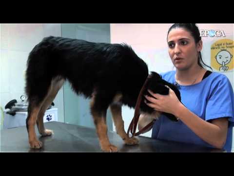 Animal ferido para quem ligar